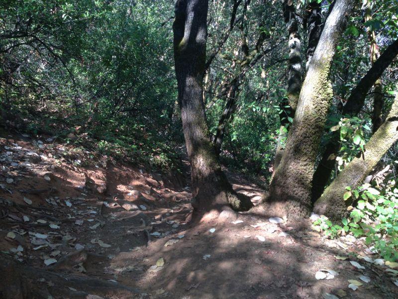 A winding dirt path through a forest, surrounded by tall trees and dense foliage. Sunlight filters through the leaves, casting dappled shadows on the ground, which is littered with fallen leaves and tree roots. Clementine / Forresthill Connector Trail mountain bike trail.
