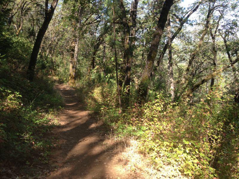 A narrow dirt path winding through a wooded area, flanked by trees and greenery. Sunlight filters through the leaves, casting dappled shadows on the ground. The scene conveys a peaceful natural environment. Clementine / Forresthill Connector Trail mountain bike trail.