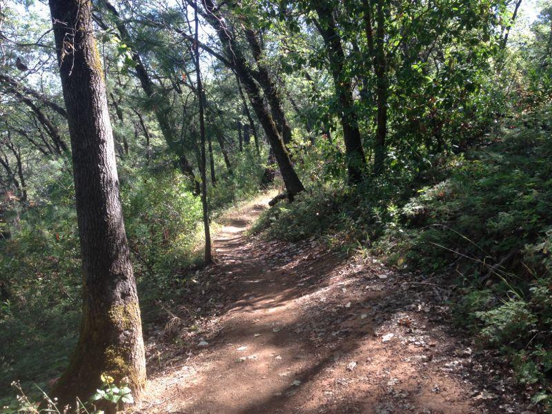 A winding dirt path through a forested area, flanked by tall trees and lush greenery, with dappled sunlight filtering through the leaves. Clementine / Forresthill Connector Trail mountain bike trail.