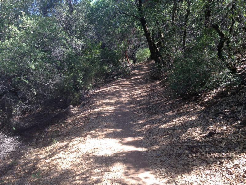 A winding dirt path through a wooded area, surrounded by lush greenery and scattered fallen leaves. Sunlight filters through the trees, creating a serene and inviting atmosphere for a nature walk. Clementine / Forresthill Connector Trail mountain bike trail.