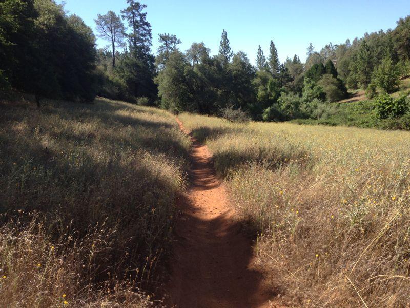 A dirt path winding through tall grass and wildflowers, surrounded by trees on either side, under a clear blue sky. Foresthill Divide mountain bike trail.