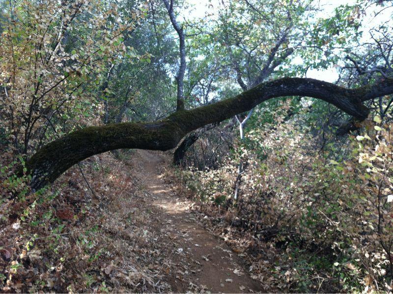 A winding dirt trail surrounded by dense greenery, featuring a prominent, moss-covered tree branch arching over the path. The scene captures a peaceful, natural setting with scattered fallen leaves and sunlight filtering through the trees. Salmon Falls: Sweetwater Loop mountain bike trail.