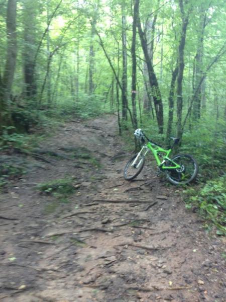 A green mountain bike is leaning against a tree on a muddy, uneven trail surrounded by dense greenery. The forest is lush, with tall trees and vegetation on either side of the path, indicating a remote outdoor setting ideal for biking. Dauset Trails Nature Center mountain bike trail.