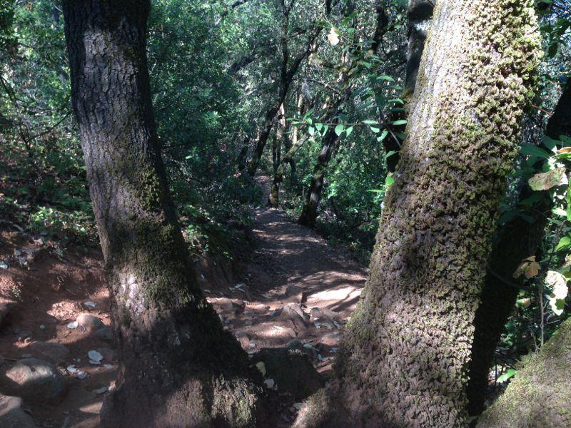 A narrow dirt path winding through a lush, green forest, framed by two large, textured oak trees. Sunlight filters through the leaves, casting dappled shadows on the ground, which is scattered with small rocks and fallen leaves. Foresthill Divide mountain bike trail.