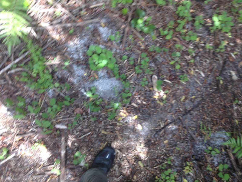 A close-up view of a forest floor covered in small green plants and scattered debris, with a single shoe slightly visible in the lower part of the image. Sunlight filters through the trees, highlighting patches of soil and rocks among the foliage. West Delray Regional Park mountain bike trail.