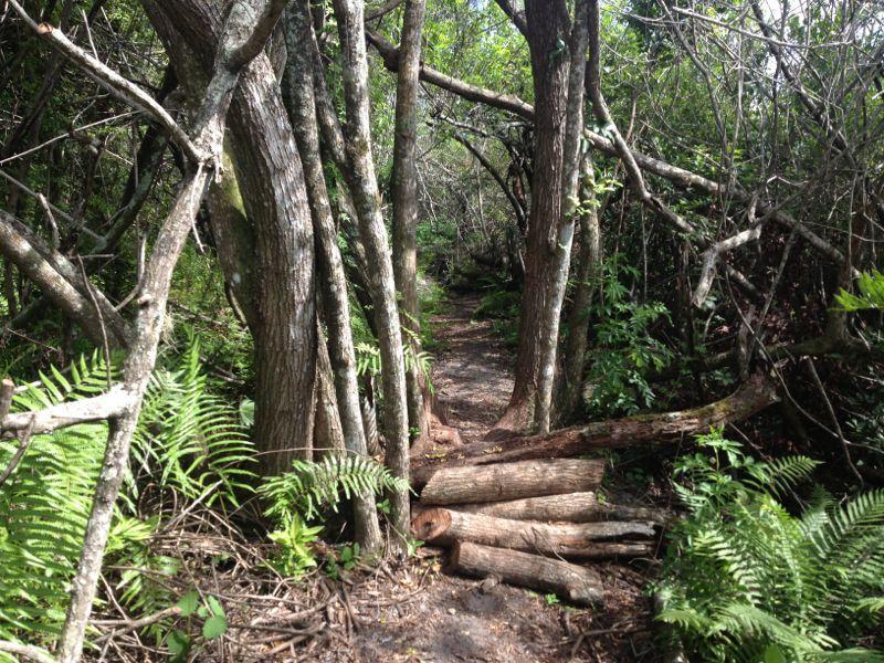A narrow forest path surrounded by dense greenery, including trees and ferns. A pile of logs lies across the trail, suggesting recent activity or natural debris in this lush outdoor setting. West Delray Regional Park mountain bike trail.
