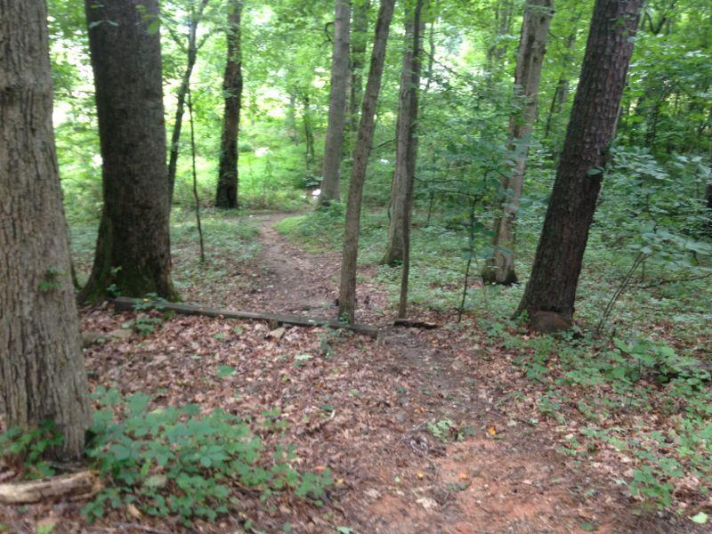 A winding dirt path through a lush, green forest, lined with tall trees and scattered leaves. The scene is tranquil, with dappled sunlight filtering through the foliage, creating a serene atmosphere. Tribble Mill Park mountain bike trail.