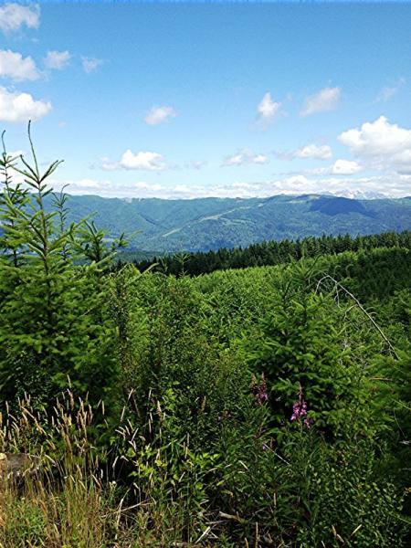 A scenic view of green mountains and valleys under a bright blue sky with scattered clouds. In the foreground, various types of green vegetation, including small trees and wildflowers, add to the natural beauty of the landscape. Galbraith Mountain mountain bike trail.