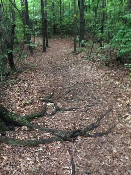 A narrow, winding dirt path through a lush green forest, covered with fallen leaves and lined by tall trees on either side. Twigs and branches are scattered along the trail, creating a natural, rustic atmosphere. Midway Outback mountain bike trail.