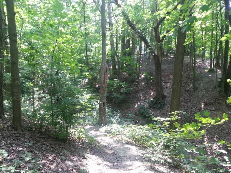 A serene forest scene featuring a winding path surrounded by lush green trees and foliage, with dappled sunlight filtering through the leaves. The ground is covered with fallen leaves, and a small ravine can be seen in the background, creating a peaceful natural setting. Murdock Park Trail mountain bike trail.