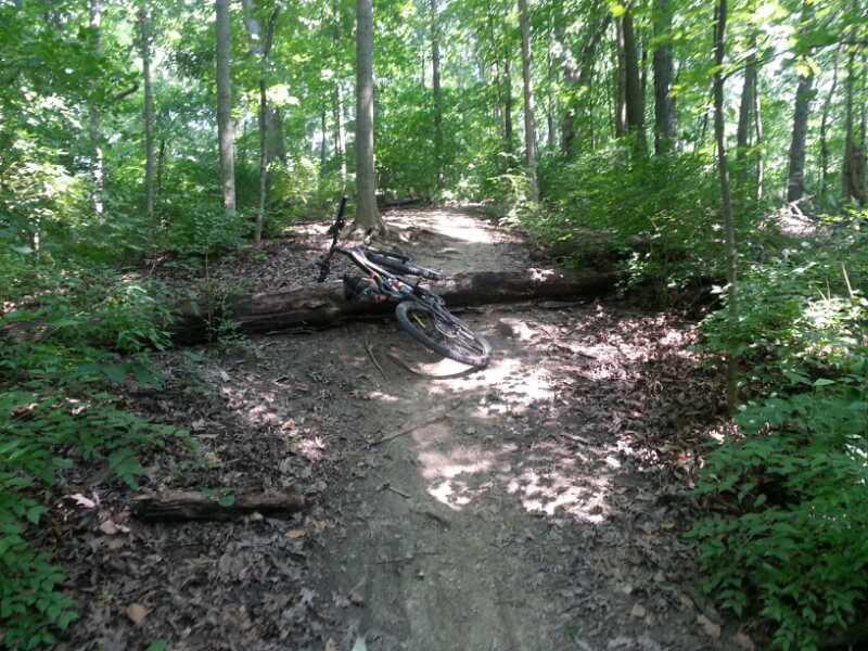 A mountain bike lies on its side near a fallen log, obstructing a dirt path in a lush forest. Sunlight filters through the trees, creating a dappled light effect on the ground. Green foliage and scattered leaves surround the area, indicating a natural outdoor biking trail. Murdock Park Trail mountain bike trail.