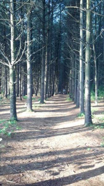 A winding path through a dense forest of tall pine trees, with sunlight filtering through the branches. The ground is covered in pine needles and small patches of greenery, creating a natural trail that leads into the distance. Sugar Hollow Park mountain bike trail.