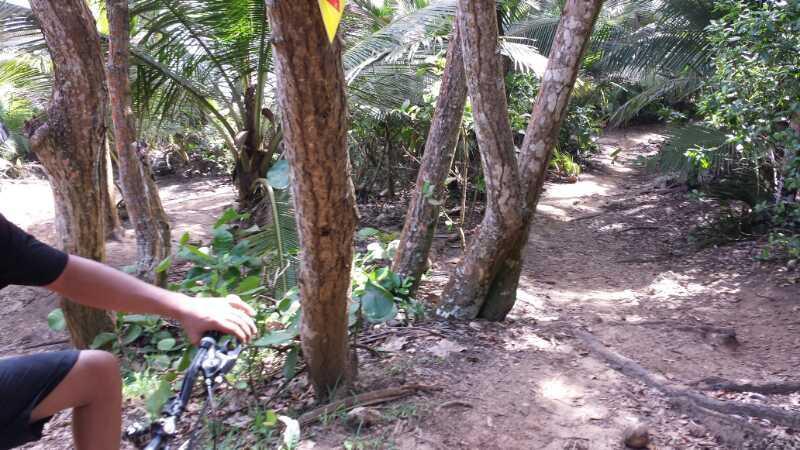 A close-up view of a person on a bike, with their hand on the handlebars, surrounded by a lush, tropical forest. The path ahead is visible, winding through trees and vegetation. Sunlight filters through the leaves, creating dappled shadows on the ground. Cerro Gordo Trail mountain bike trail.
