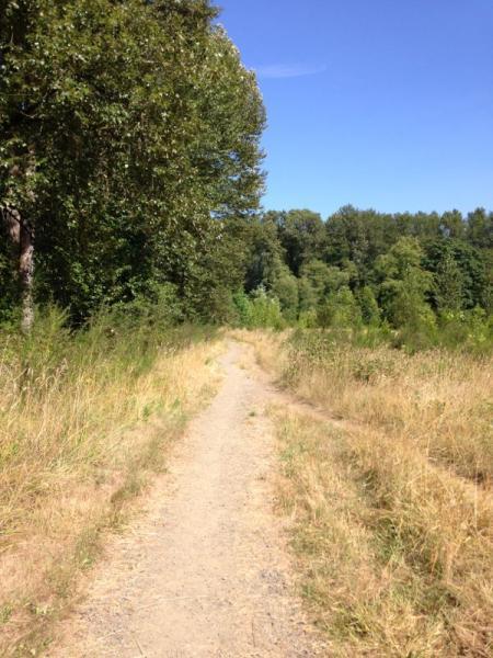 A winding dirt path through a grassy field, flanked by trees and dense foliage under a clear blue sky. Elijiah Bristow State Park mountain bike trail.