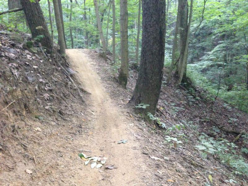 A winding dirt trail through a dense forest, flanked by tall trees and underbrush. The path is slightly elevated on one side, with fallen leaves scattered along the trail, suggesting a natural, serene setting. Fort Harrison State Park mountain bike trail.