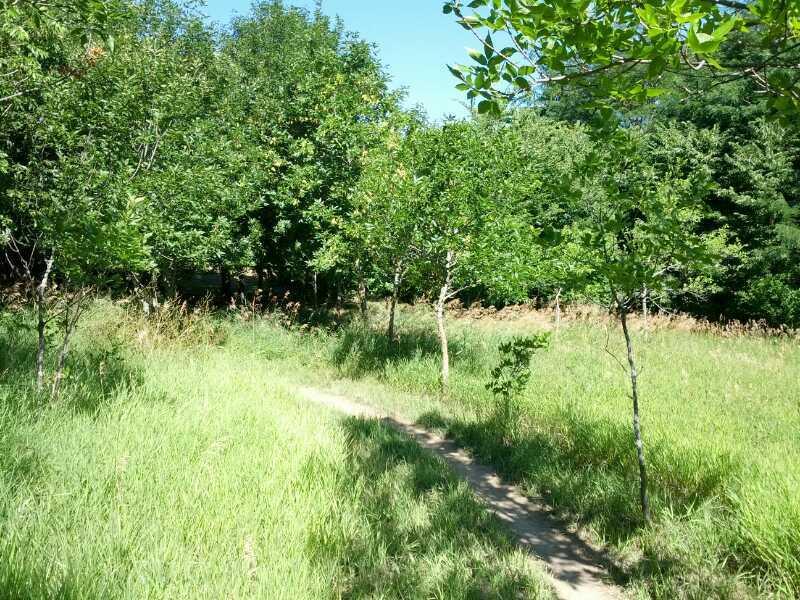 A serene pathway winding through a lush green field surrounded by trees under a clear blue sky. Tranquility mountain bike trail.