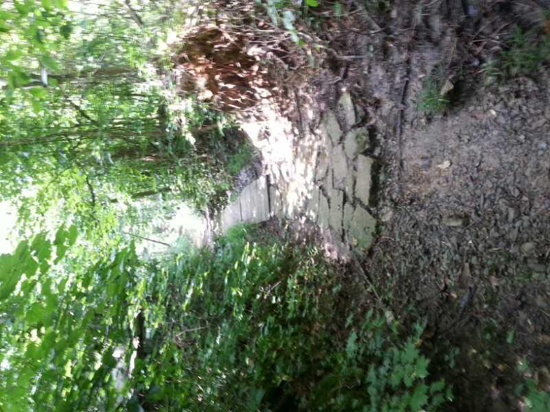 A narrow stone pathway meanders through a dense green forest, surrounded by lush foliage and natural undergrowth. Sunlight filters through the trees, casting gentle shadows along the path. William Hastie Natural Area mountain bike trail.
