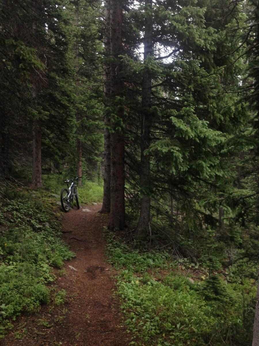 A winding dirt trail surrounded by dense pine trees, with a mountain bike leaning against a tree on the side. The scene is green and lush, suggesting a peaceful forest environment. Sourdough Trail mountain bike trail.