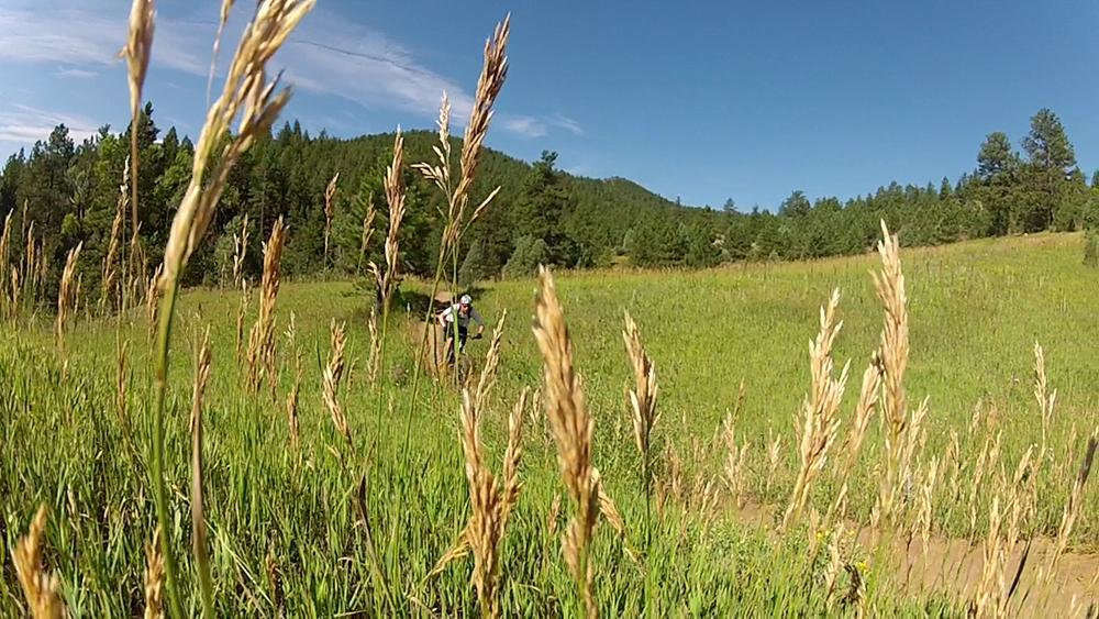 A scenic view of a lush green field with tall grasses swaying gently in the foreground. In the background, two hikers are walking along a dirt path surrounded by trees and mountains under a clear blue sky. Walker Ranch mountain bike trail.
