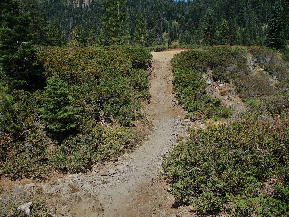 A narrow, winding dirt trail bordered by lush green shrubs and trees. The trail leads through a forested area with a backdrop of dense pine trees and a clear blue sky above. Downieville Downhill mountain bike trail.