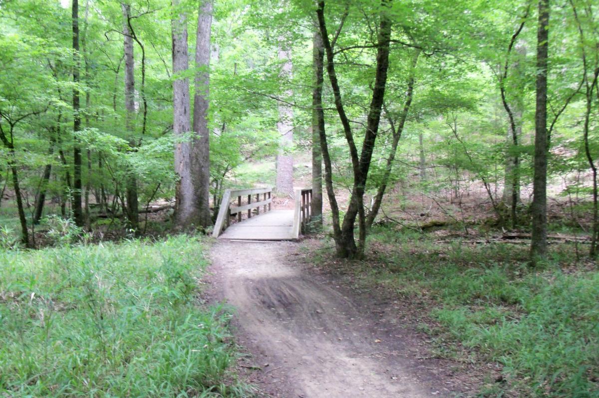 A serene forest path leading to a wooden bridge, surrounded by lush green trees and undergrowth. The scene captures the tranquility of nature, inviting exploration. Harbison State Forest mountain bike trail.