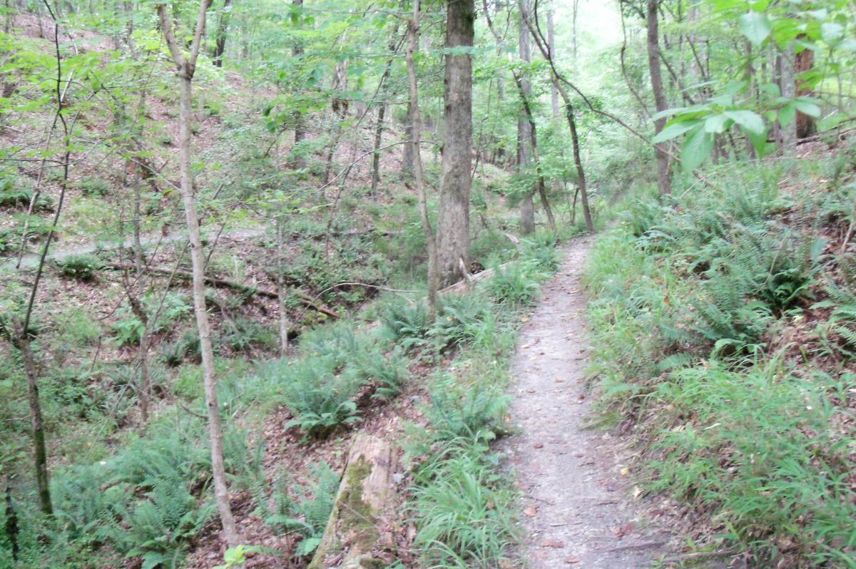 A narrow dirt path winding through a lush forest, surrounded by tall trees and green ferns. The area is filled with dense foliage, creating a tranquil and natural atmosphere. Harbison State Forest mountain bike trail.