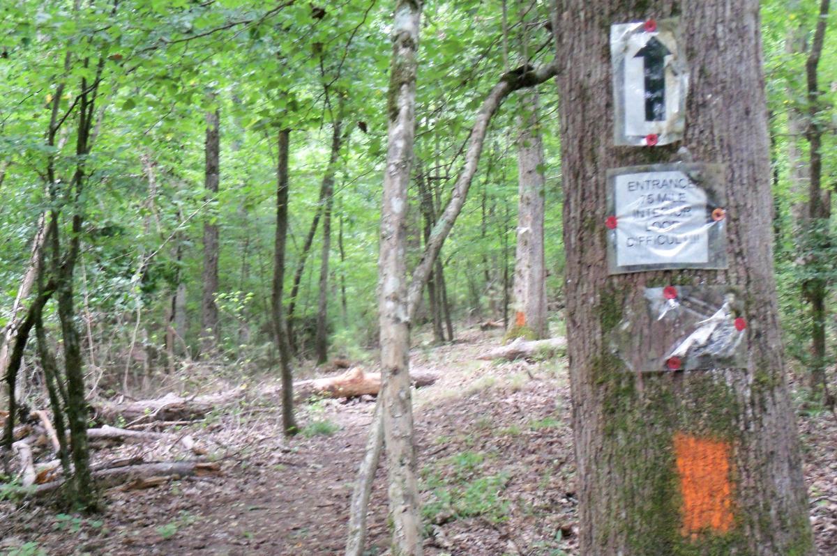 A forest trail with signs attached to a tree. One sign has an upward arrow, and another indicates the trail entrance is 0.5 miles away with a difficulty rating. The area is surrounded by lush greenery, tall trees, and scattered fallen branches. Harbison State Forest mountain bike trail.