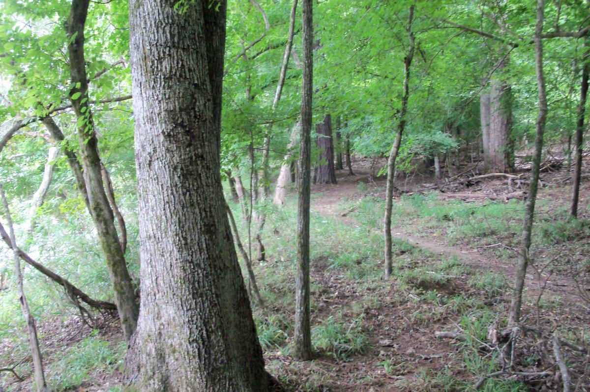 A tranquil forest scene featuring tall trees with lush green leaves. A winding trail can be seen through the underbrush, suggesting a peaceful pathway for walking or hiking. The image captures a natural, untouched woodland environment with rich vegetation and a sense of serenity. Harbison State Forest mountain bike trail.
