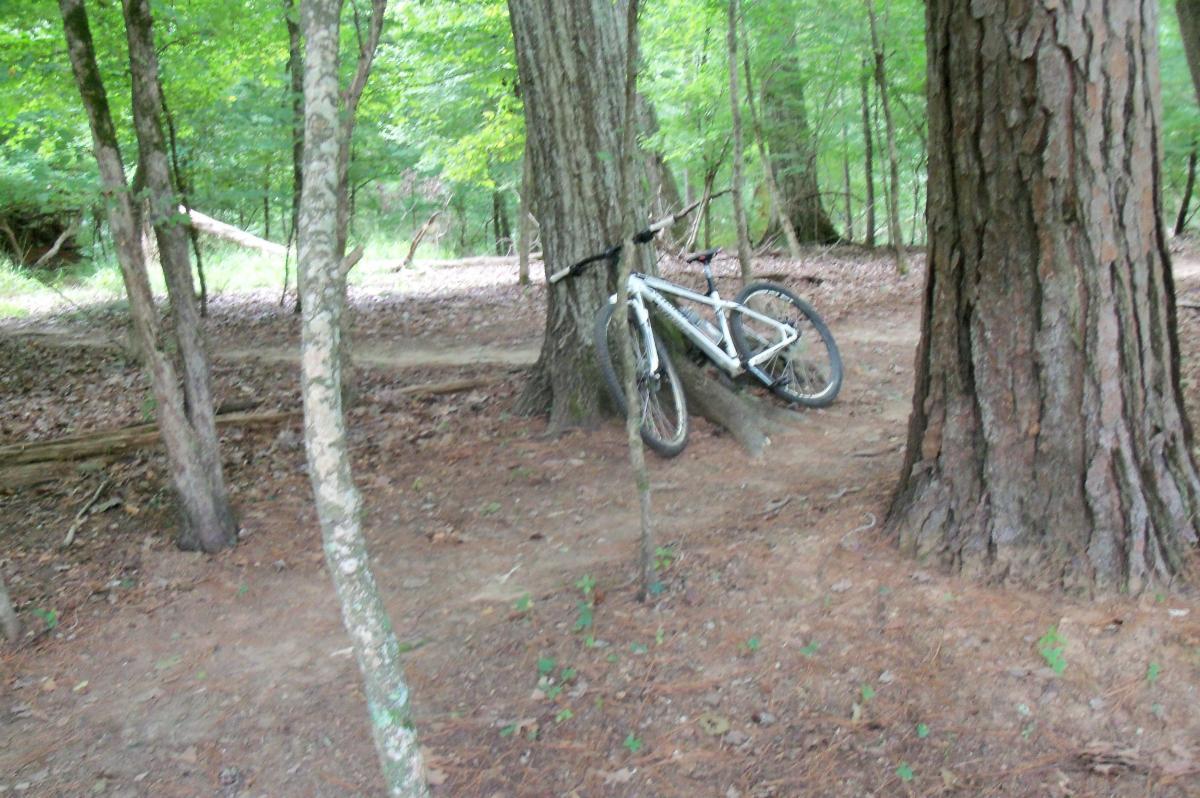 A mountain bike resting against a tree in a wooded area, with green foliage and a dirt trail in the background. The ground is covered with leaves and small plants. Harbison State Forest mountain bike trail.