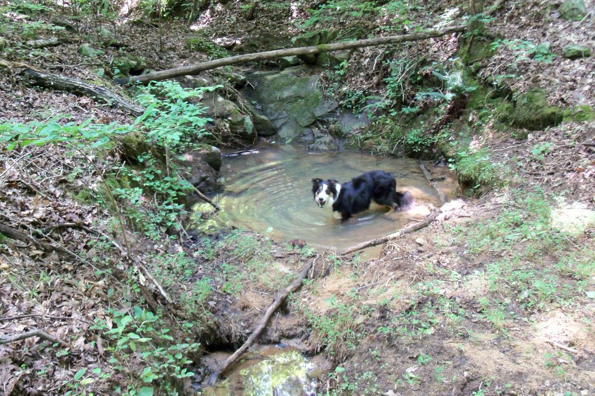 A black and white dog standing in a small pool of water in a forested area, surrounded by rocks, greenery, and fallen leaves. The dog appears to be looking directly at the camera while water ripples around it. Long Cane Horse Trail mountain bike trail.