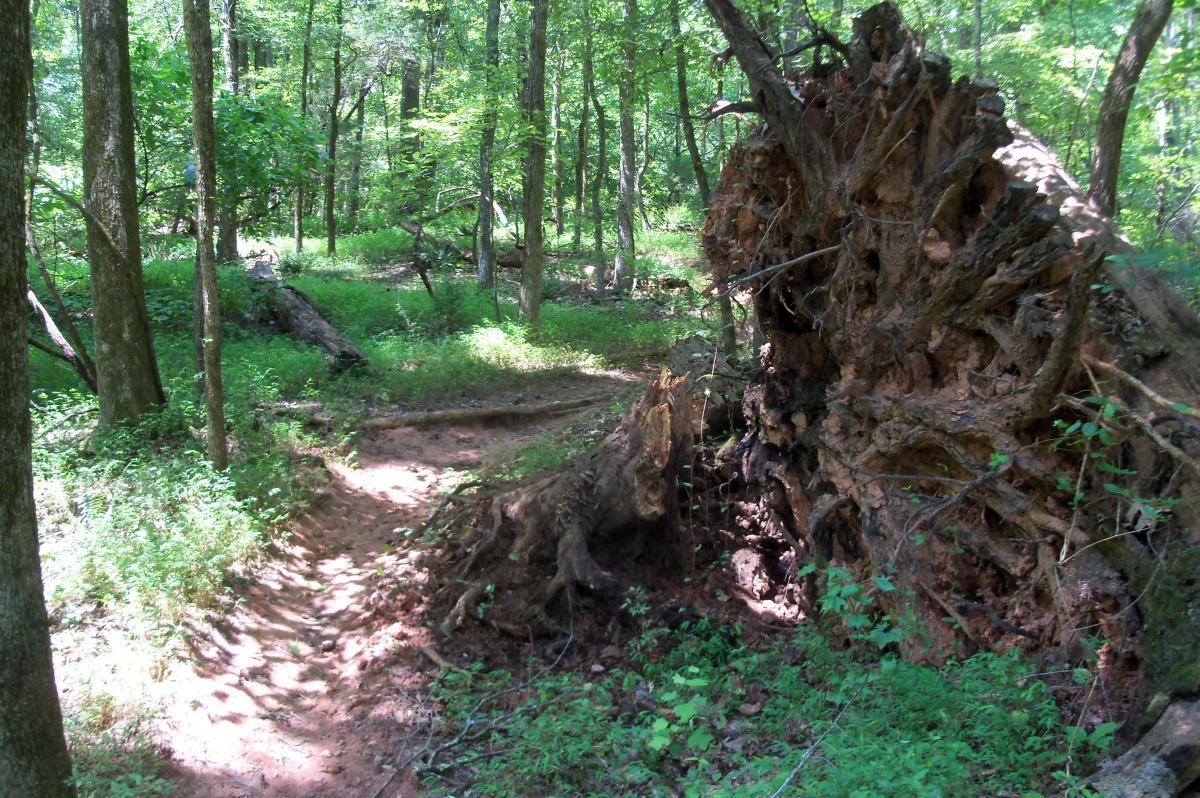 A forest scene featuring a large uprooted tree with exposed roots, surrounded by lush green foliage and dense underbrush. A narrow dirt path winds through the trees, indicating a trail in a natural setting. Sunlight filters through the leaves, creating a serene atmosphere. Long Cane Horse Trail mountain bike trail.