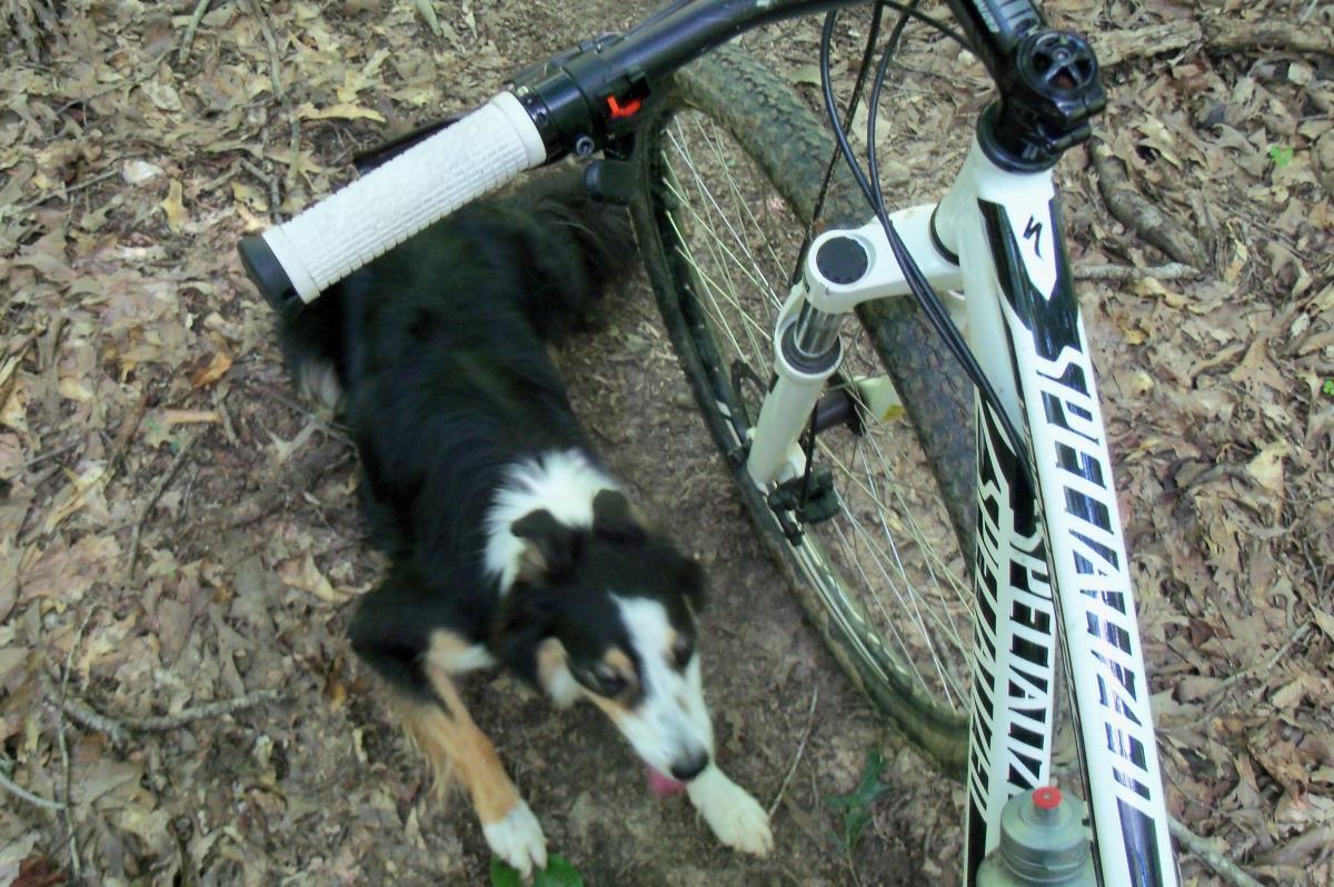 A black and white dog resting on forest ground beside a bicycle, with scattered leaves and dirt visible around them. The bicycle's handlebar and wheel are in focus, showcasing its design and components. Long Cane Horse Trail mountain bike trail.