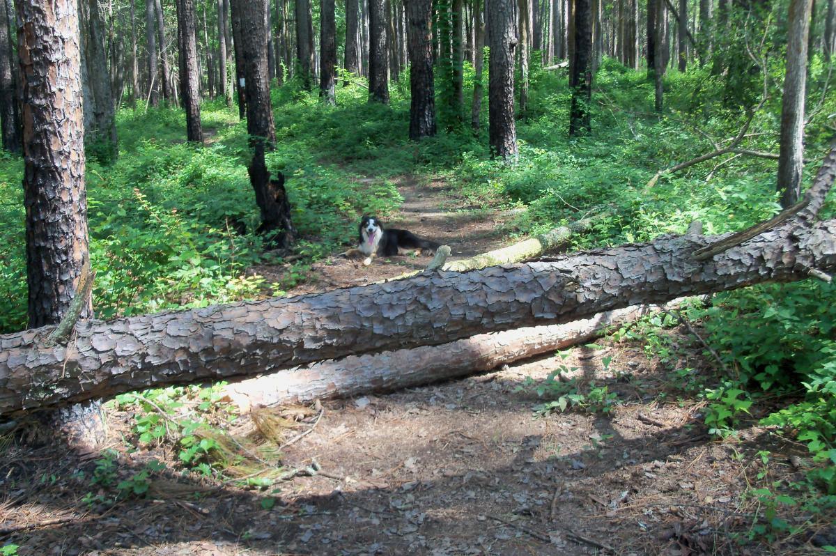 A dog sitting on a trail in a lush green forest, with tall trees and fallen logs along the path. Long Cane Horse Trail mountain bike trail.