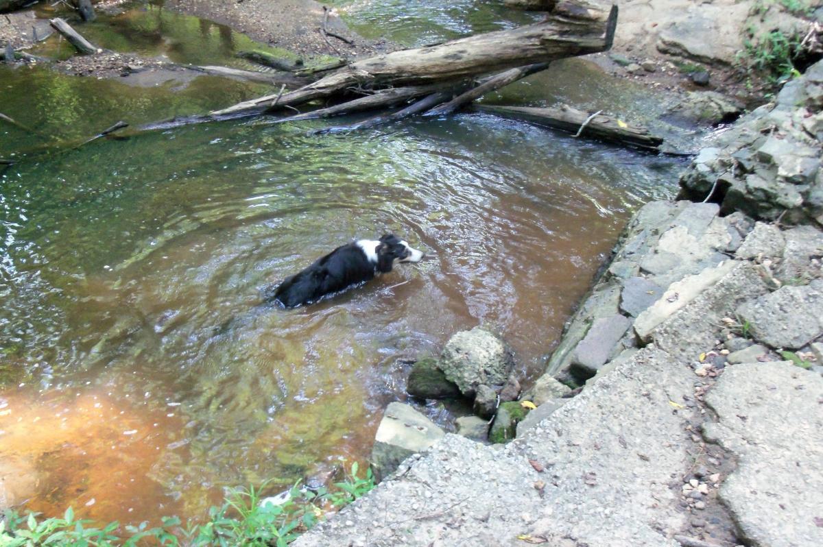 A black and white dog swimming in a shallow, brown creek surrounded by rocks and fallen tree branches. The water shows ripples from the dog's movement. Lush greenery is visible along the creek's edge. Long Cane Horse Trail mountain bike trail.