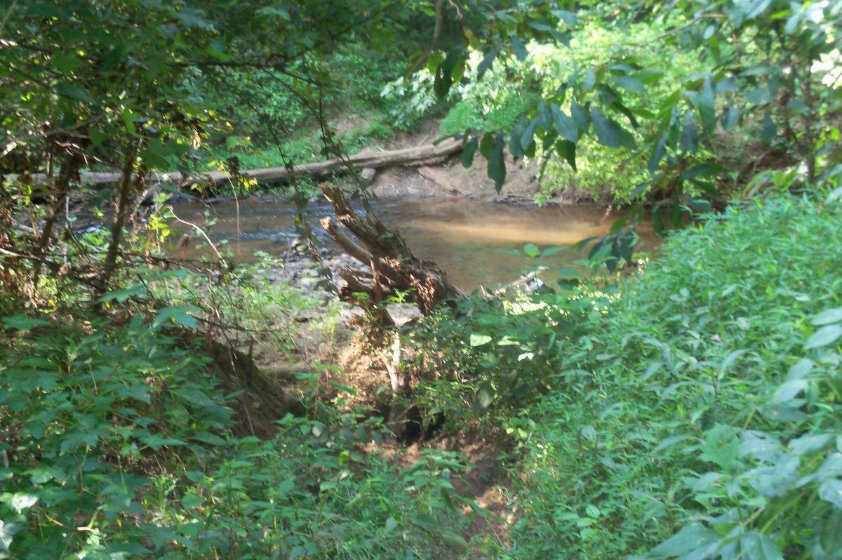 A serene view of a small creek surrounded by lush greenery, featuring overhanging branches and leafy plants, with a glimpse of the water's surface reflecting the light. Long Cane Horse Trail mountain bike trail.