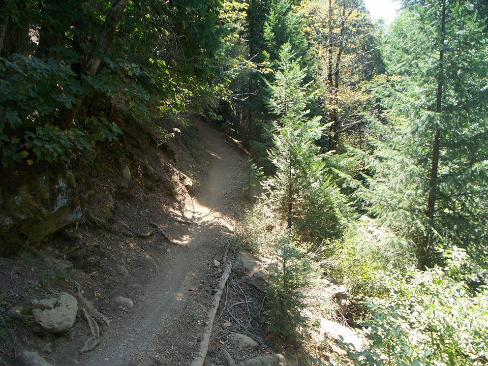 A winding dirt trail surrounded by lush greenery and trees, creating a serene natural pathway. Sunlight filters through the leaves, casting soft shadows on the trail. Downieville Downhill mountain bike trail.