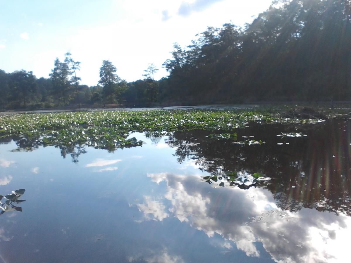 A serene landscape depicting a calm body of water covered with lily pads, surrounded by trees. The sky is partly cloudy, reflecting soft clouds and sunlight on the water's surface, creating a tranquil atmosphere. Pandapas Pond / Poverty Creek mountain bike trail.
