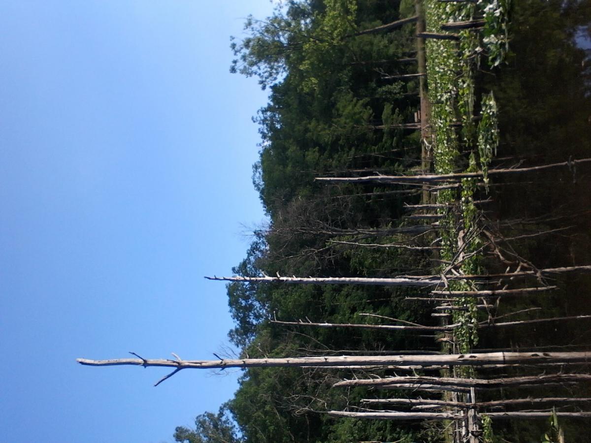 A serene landscape featuring tall, bare tree stumps rising from a calm body of water, surrounded by lush greenery and water lilies under a clear blue sky. Pandapas Pond / Poverty Creek mountain bike trail.