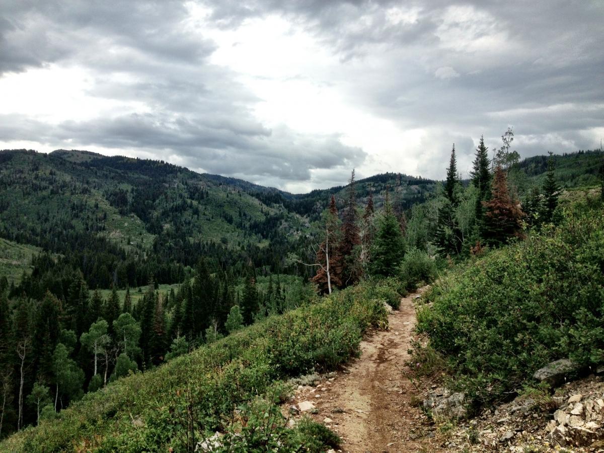 A winding dirt trail leads through a lush green hillside, surrounded by dense coniferous trees and under a cloudy sky. The landscape features rolling mountains in the background, creating a serene and natural setting. Soda Creek mountain bike trail.