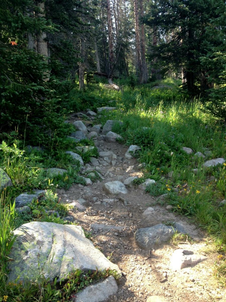 A rugged dirt trail winding through a lush forest, surrounded by green grass and scattered rocks. Towering pine trees line the path, creating a serene and natural atmosphere. Sunlight filters through the foliage, adding warmth to the scene. CDT / Wyoming Trail #1101: Dumont Lake to Buffalo Pass mountain bike trail.