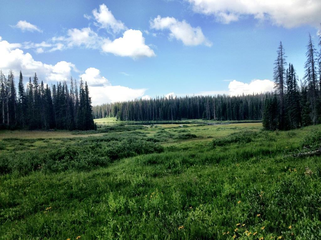 A scenic view of a lush green meadow surrounded by tall pine trees under a partly cloudy blue sky. The foreground features vibrant greenery with patches of grass and wildflowers, while the backdrop showcases dense forests stretching into the distance. CDT / Wyoming Trail #1101: Dumont Lake to Buffalo Pass mountain bike trail.