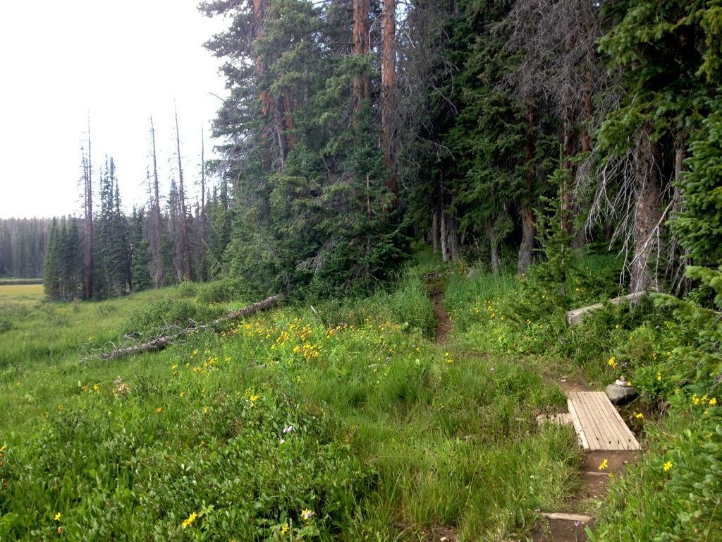 A serene forest pathway surrounded by lush green grass and wildflowers, leading into a dense area of trees. A wooden plank path is visible, guiding visitors through the landscape. CDT / Wyoming Trail #1101: Dumont Lake to Buffalo Pass mountain bike trail.