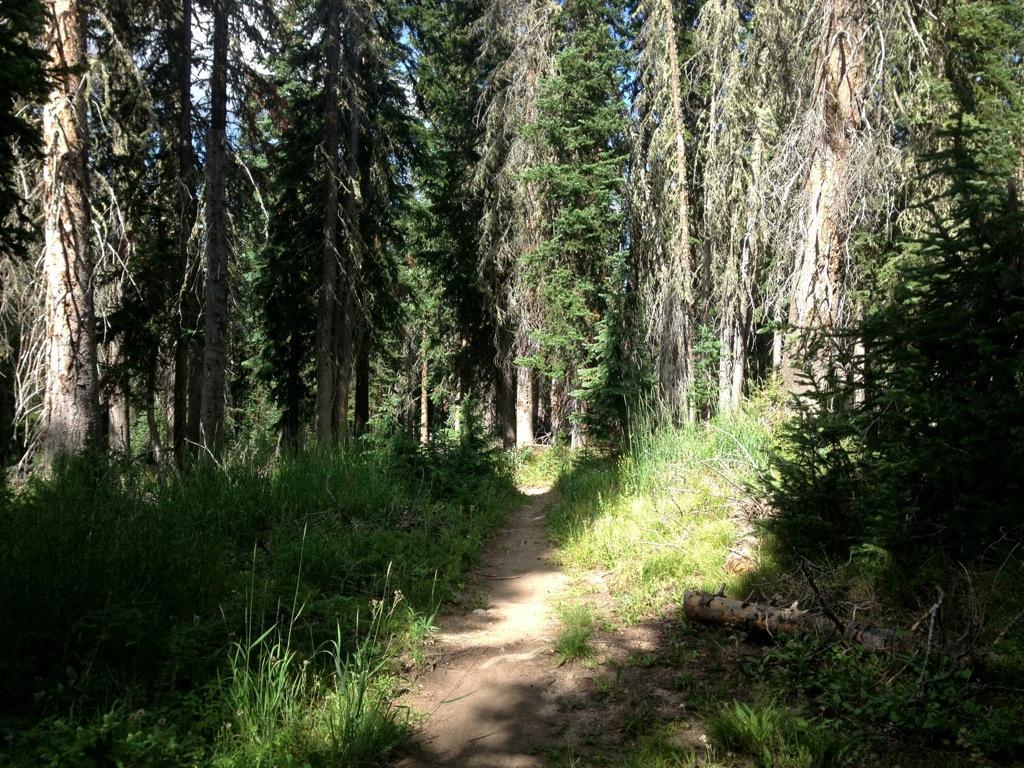 A narrow dirt path winding through a dense forest of tall trees and vibrant greenery, with dappled sunlight filtering through the branches. CDT / Wyoming Trail #1101: Dumont Lake to Buffalo Pass mountain bike trail.