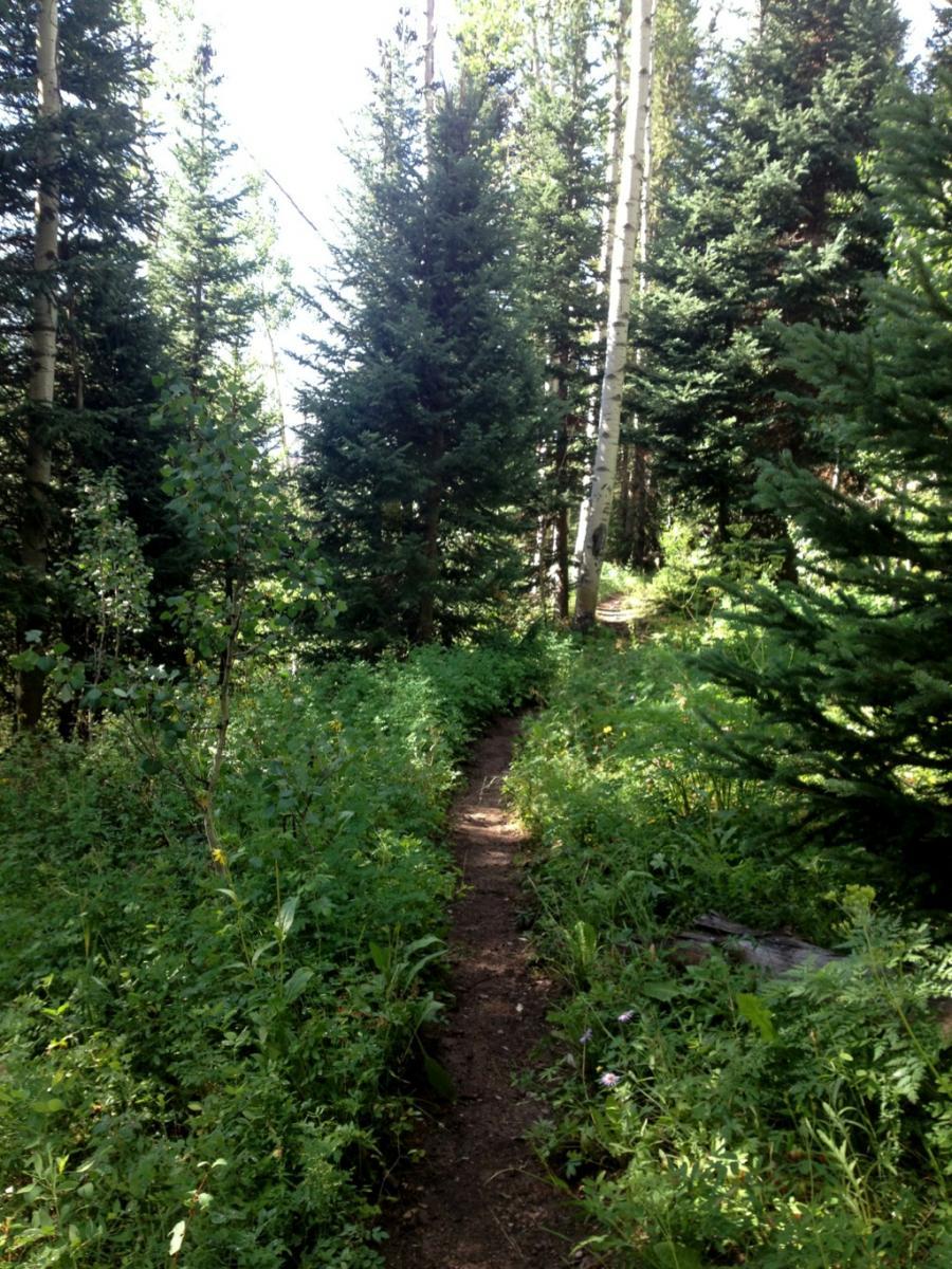 A narrow dirt path meanders through a lush forest filled with tall evergreen trees and underbrush. Sunlight filters through the foliage, illuminating the greenery. The scene evokes a sense of tranquility and natural beauty. Coulton Creek Trail mountain bike trail.