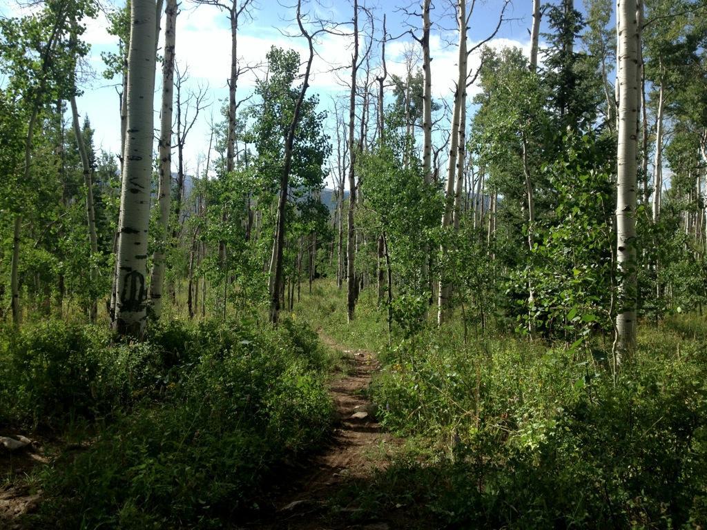 A serene forest scene featuring tall aspen trees and lush greenery. A narrow dirt path winds through the woodland, surrounded by vibrant foliage and a clear blue sky peeking through the leaves. Cutover Trail mountain bike trail.