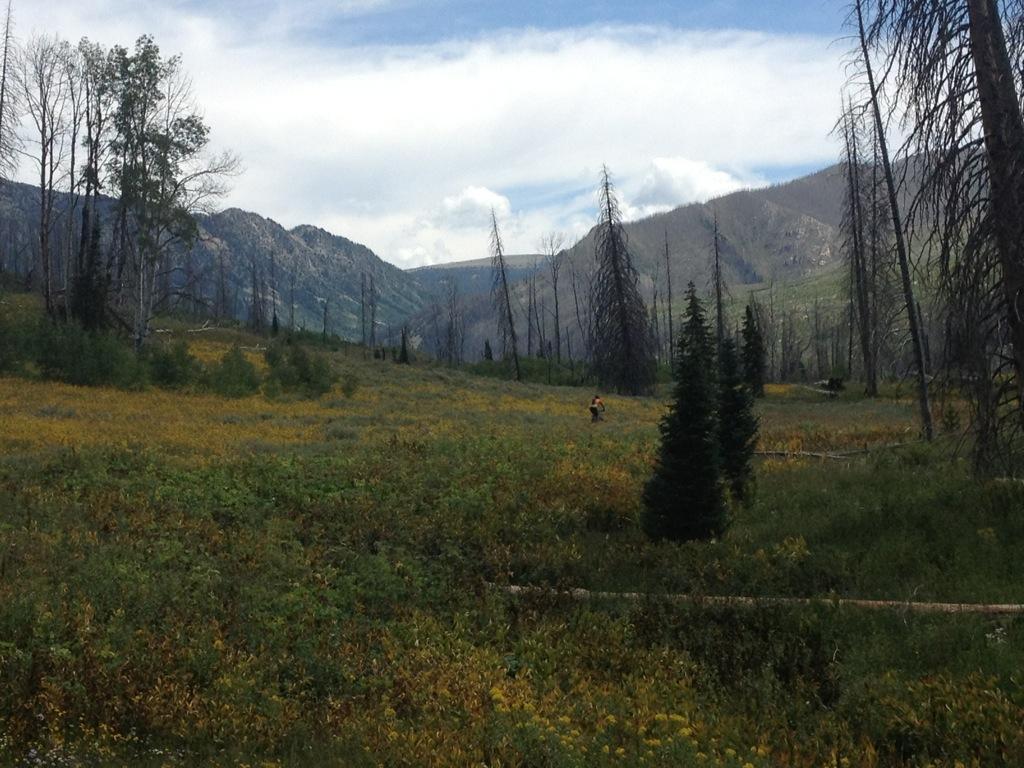 A hiker dressed in orange walks through a lush, green meadow filled with wildflowers, set against a backdrop of mountains and trees, some of which appear to be burned or dead. The sky is partly cloudy, adding to the serene atmosphere of the wilderness. Scotts Run / Hinman Creek mountain bike trail.