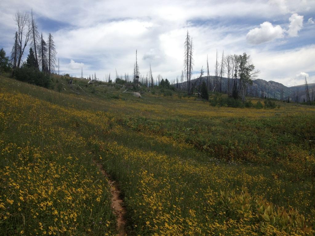 A scenic landscape featuring a grassy field covered in yellow wildflowers, surrounded by patches of trees, some of which appear to be burned. In the background, mountains rise under a cloudy sky. A faint dirt path winds through the field, inviting exploration. Scotts Run / Hinman Creek mountain bike trail.