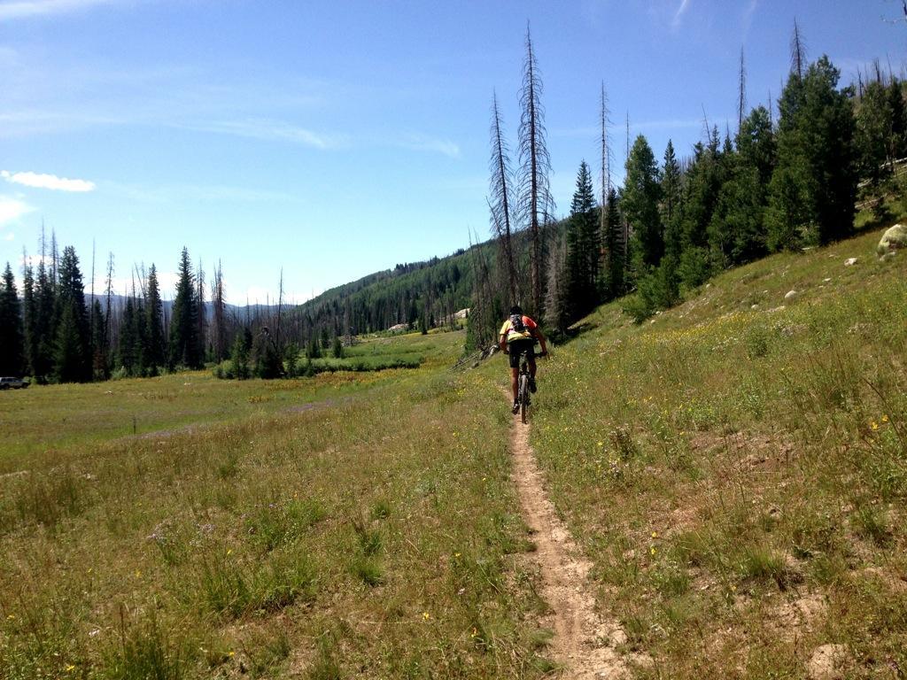 A cyclist navigates a narrow trail through a sunny landscape, surrounded by tall green trees and distant hills. The ground is a mix of dirt and grass, dotted with wildflowers, under a bright blue sky with scattered clouds. Diamond Park mountain bike trail.