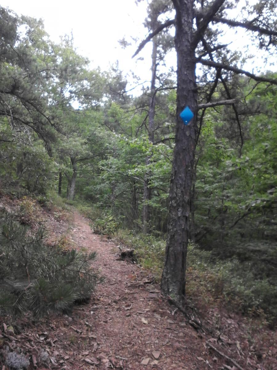 A narrow dirt trail winding through a dense forest, flanked by greenery and underbrush. A blue marker is attached to a tree to indicate the path. The scene is illuminated by soft, natural light filtering through the tree canopy. Dragon's Back mountain bike trail.