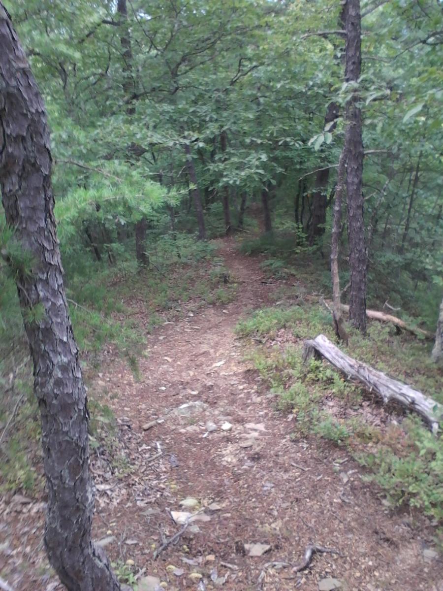 A narrow dirt path winding through a lush, green forest filled with trees and underbrush. The ground is covered with scattered rocks and leaves, creating a natural, tranquil environment. Dragon's Back mountain bike trail.